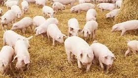 Đa dạng các hình thức chăn nuôi lợn